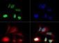 Anti-Histone H3 [Monomethyl Lys79] (RABBIT) Antibody