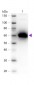 Anti-HUMAN SERUM ALBUMIN (RABBIT) Antibody Peroxidase Conjugated