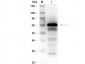 Anti-HUMAN SERUM ALBUMIN (RABBIT) Antibody Biotin Conjugated