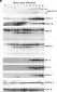 Anti-ISG15 (RABBIT) Antibody