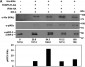 Anti-IKKε pT501 (RABBIT) Antibody