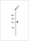 CUL4B Antibody (Center)