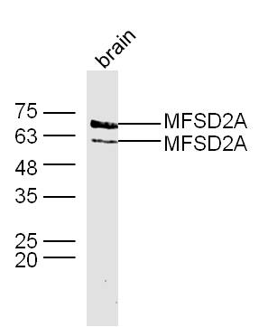 MFSD2A Rabbit pAb