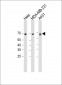 CD55 Antibody (N-term)