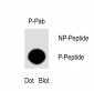 Phospho-Wee1(S53) Antibody