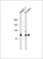 RSK4 Antibody (N-term)