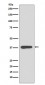 MBP Antibody