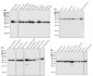 beta Actin Antibody