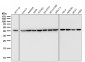 beta Actin Antibody