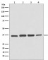 GAPDH Antibody