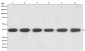 GAPDH Antibody 