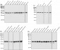 GAPDH Antibody 