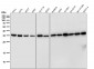 GAPDH Antibody 