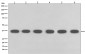 GAPDH Mouse Monoclonal Antibody