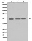 beta I Tubulin Antibody