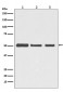 beta Tubulin Antibody