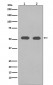 alpha Tubulin Antibody