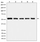 alpha Tubulin Antibody