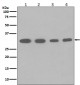 PCNA Antibody