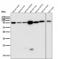 Lamin B1 Antibody