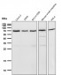 Lamin B1 Antibody