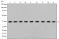 GAPDH Antibody(HRP conjugated)