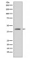 GSK3 beta Antibody