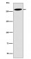 Lrp2 / Megalin Antibody