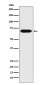 PRC1 Antibody