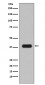 Aurora B Antibody