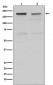 Topoisomerase II alpha Antibody