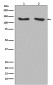 RNF20 Antibody