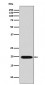 Caveolin-2 Antibody