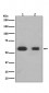 Smad3 Antibody