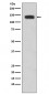 N Cadherin Antibody