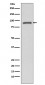 STAT3 Antibody