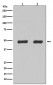 Flotillin 2 Antibody