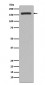 CD11b Antibody