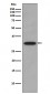 CDK2 Antibody