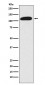 SIRT1 Antibody