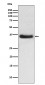 IKB alpha Antibody