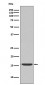 active Caspase-3 Antibody