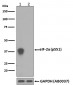 Phospho-eIF2 alpha (Ser51) Antibody