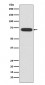 ATF2 Antibody