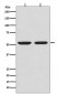 Caspase-8 Antibody