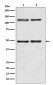 NF-κB p105/p50 Antibody