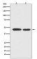 MEK1 Antibody