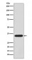 pro Caspase 3 Antibody