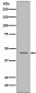 Caspase-9 Antibody