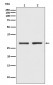 Bcl-XL Antibody